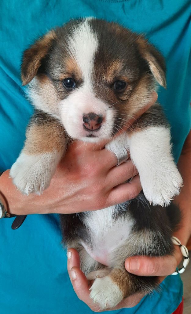 De Tôpette D'Anjou - Chiot disponible  - Welsh Corgi Pembroke