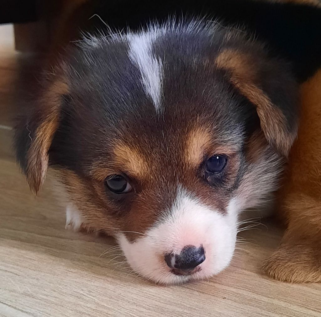 De Tôpette D'Anjou - Chiot disponible  - Welsh Corgi Pembroke